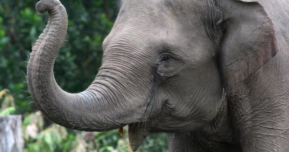 Éléphant de Sumatra (Elephas maximus sumatrensis) membre des patrouilles de surveullance
