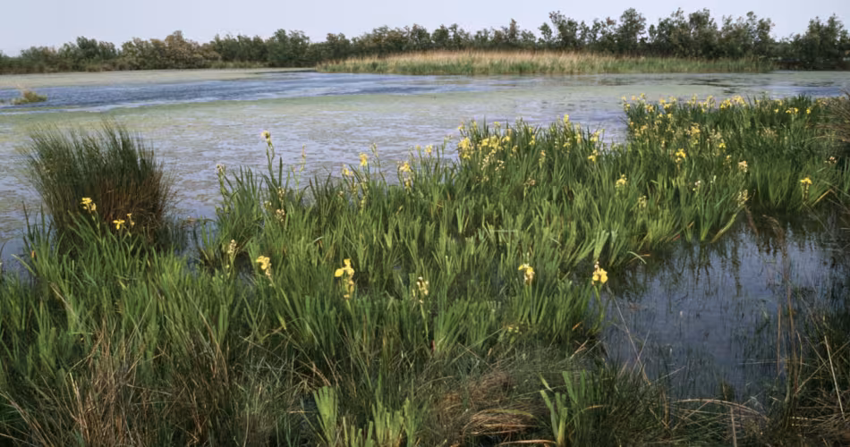 Paysage de Camargue