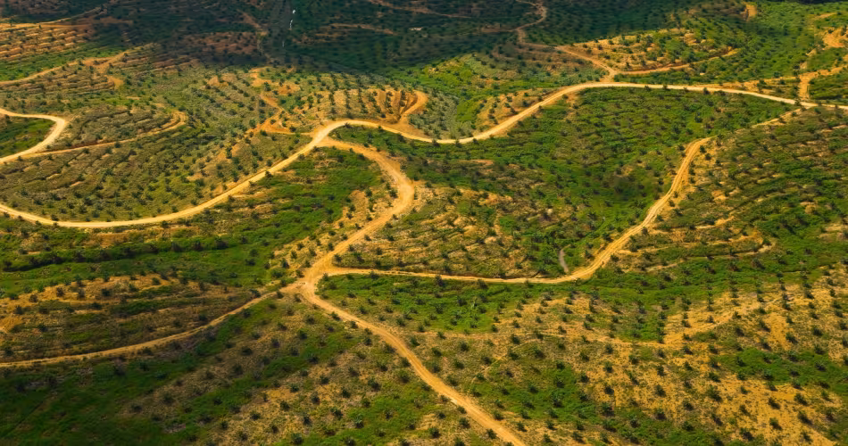 Vue aérienne d'une forêt détruite à cause de l'exploitation d'huile de palme, Bornéo (Malaisie)