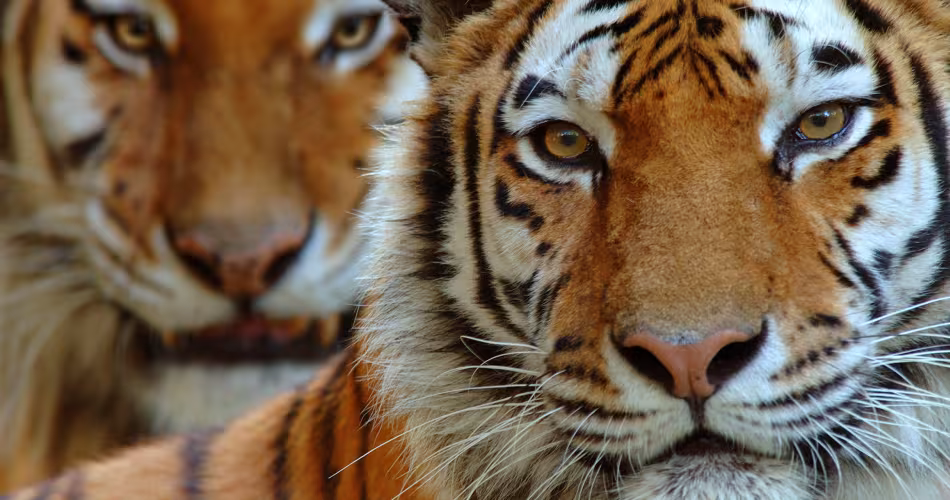 Portrait de deux tigres