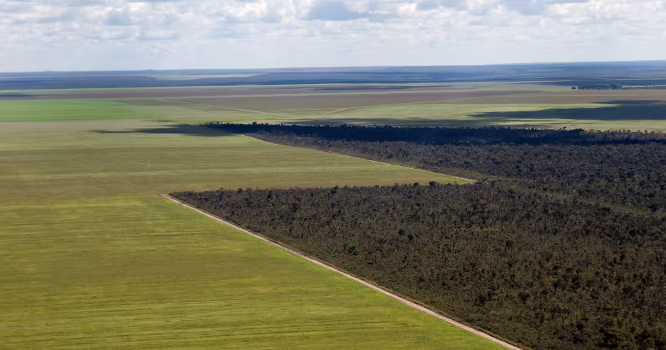 Les forêts du Cerrado, en Amérique du Sud, sont détruites pour faire place à la culture intensive de soja. Nos modes de consommation sont responsables de la destruction des écosystèmes.
