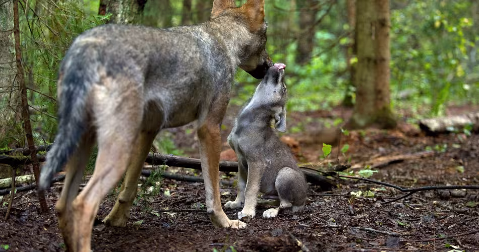 Toilettage d'un petit loup dans la forêt en Russie