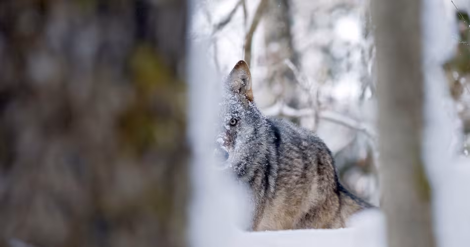 Loup dans la neige et caché derrière un arbre en Russie