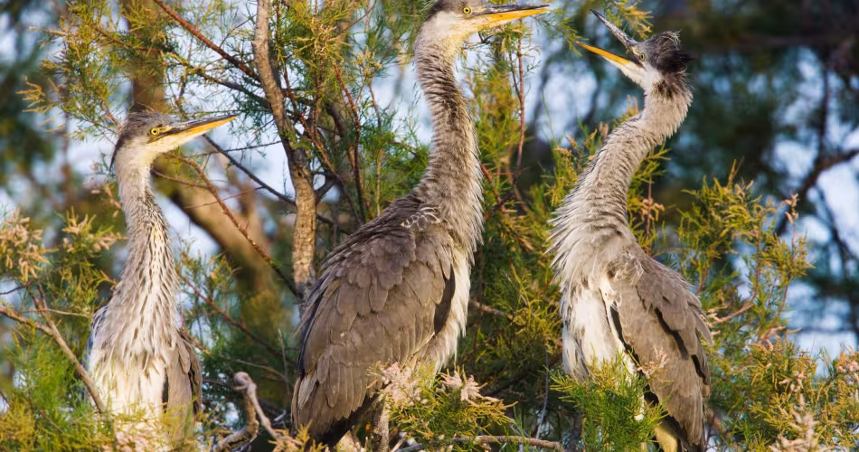 Trois hérons cendrés ((Ardea cinerea)  dans un arbre près du pont du Gard, Camargue
