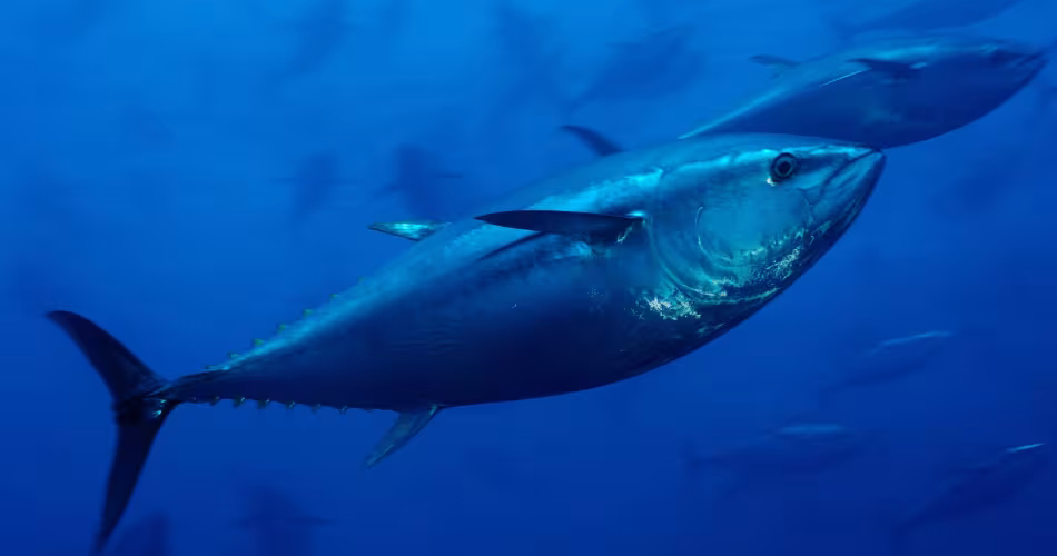 Thon rouge de l'Atlantique (Thunnus thynnus) au large de Malte
