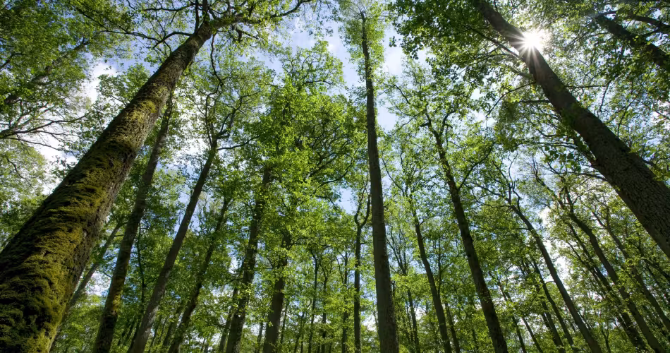 Forêt en Lituanie à la fin du printemps, Europe
