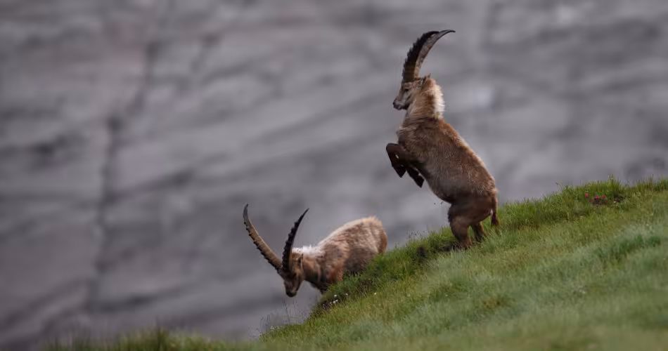 Bouquetin dans les Alpes