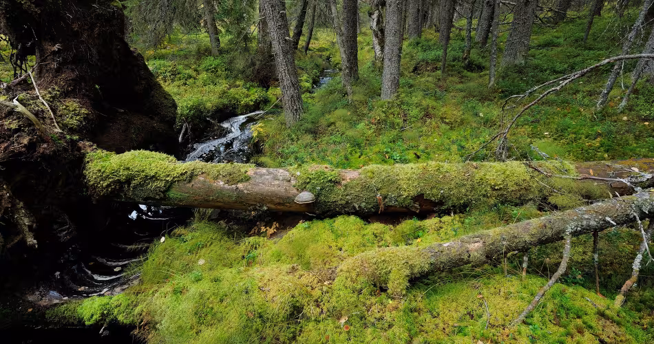 Les vieilles forêts jouent un rôle crucial dans le maintien de milliers d'espèces, souvent rares ou menacées.