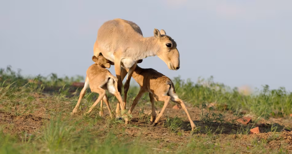 En 2020 un recensement mené par le Kazakhstan fait état de la naissance de 530 saïgas (Saiga tatarica) juvéniles.