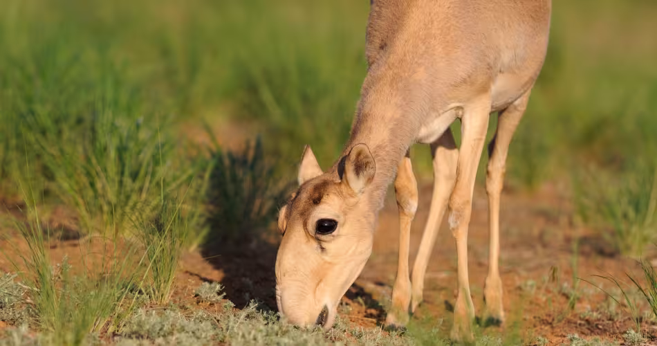Antilope saïga dans la réserve naturel de la République de Kalmoukie