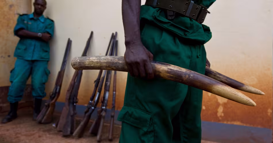 Rangers avec de l'ivoire et des armes à feu saisis, à l'extérieur du bureau du WWF à Yokadouma, dans la province de l'Est, Cameroun.