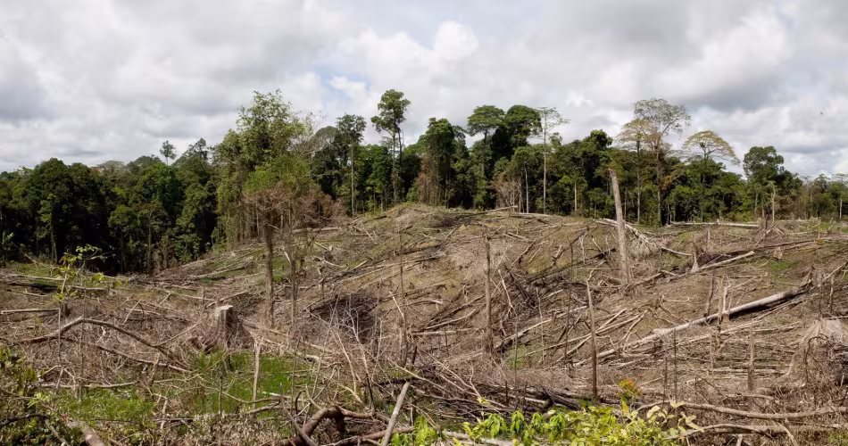 Déforestation due au plantation d'hévéa (Indonésie)