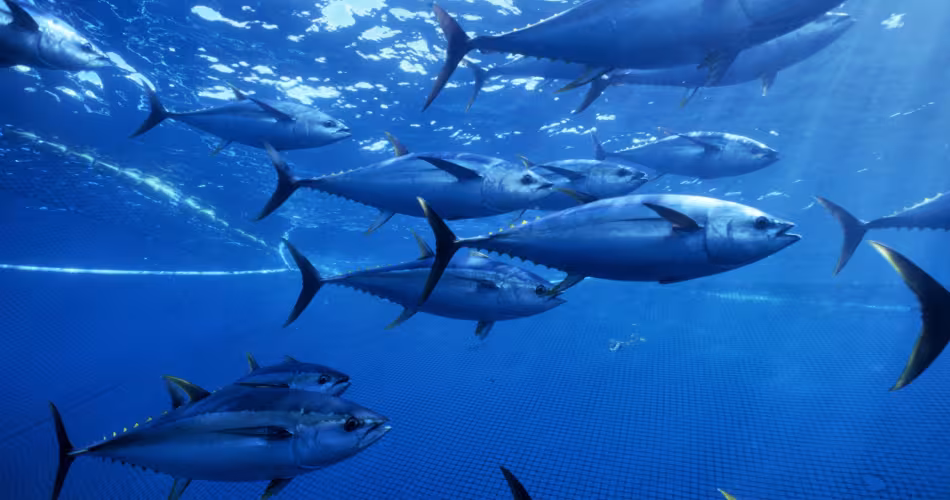 Banc de thons jaunes (Thunnus albacares), Océan Pacifique (Mexique)