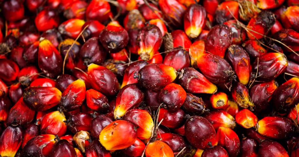 Fruits de palmiers à huile à Sumatra (Indonésie)