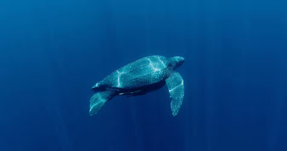Tortue luth (Dermochelys coriacea) (Indonésie)