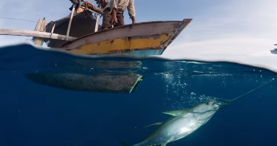 Pêcheur indonésien remontant un thon albacore 
