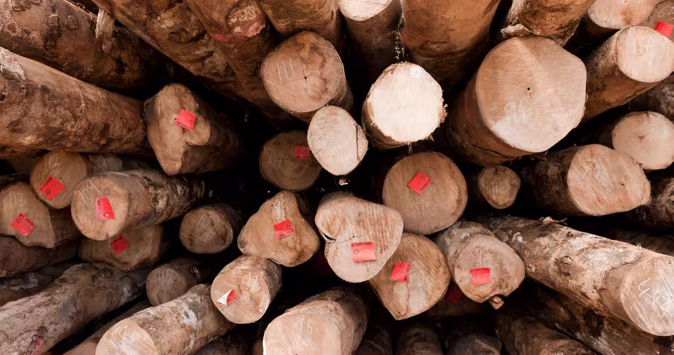Bois certifié FSC de l'entreprise Kolombangara Forest Products Limited, Iles Salomon