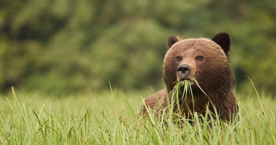 L’ours brun vit en général seul, sauf pendant la période de reproduction ou sur des sites d’abondance alimentaire.