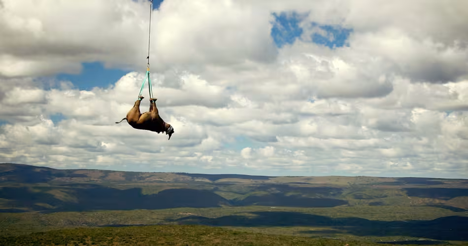 Transport aérien de rhinocéros noir tranquillisé en Afrique du Sud