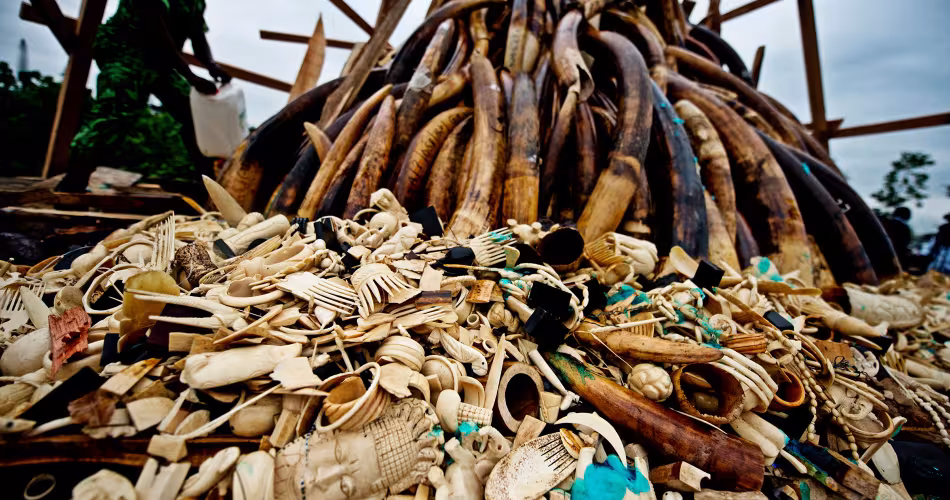 Le maintien de de l'interdiction du commerce international de l'ivoire d'éléphant a été voté. 