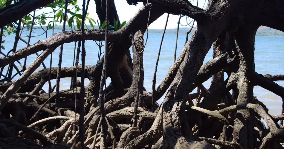 Mangrove, région de Diana (Madagascar)