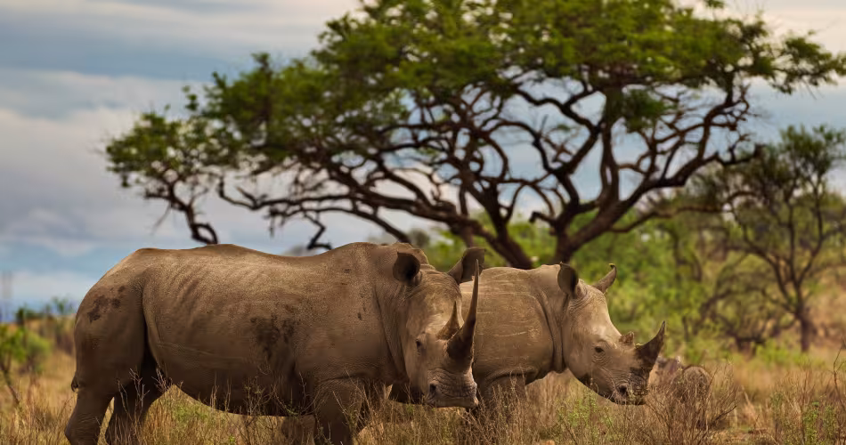 Couple de rhinocéros noirs dans la reserve de Tugela (Afrique du Sud)