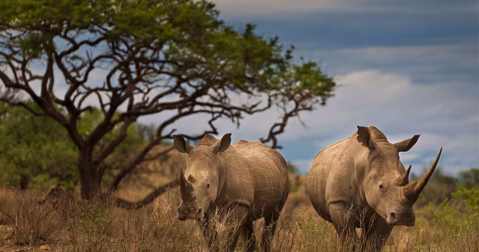 Couple de rhinocéros noirs (Diceros bicornis), (Afrique du Sud)