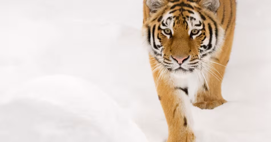 Portrait d'un tigre de Sibérie (Panthera tigris altaica)