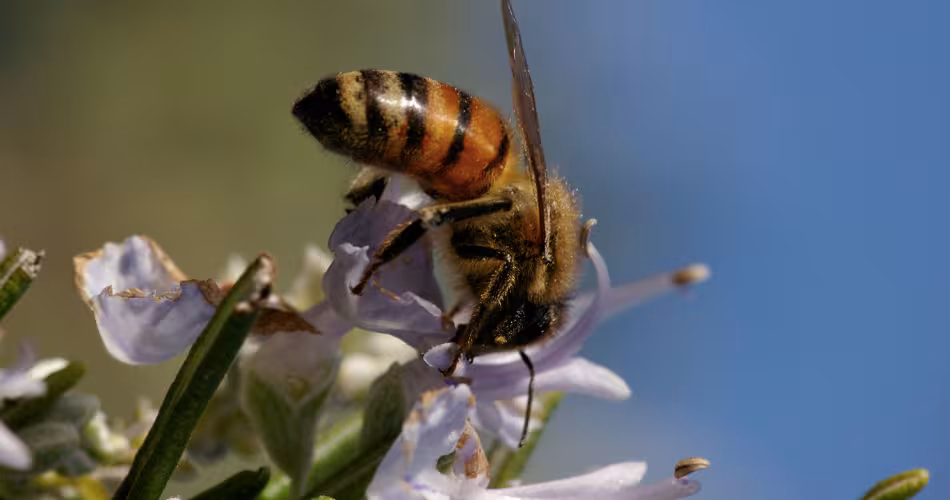 Abeille européenne (apis mellifera) en train de butiner sur une fleur en Italie.