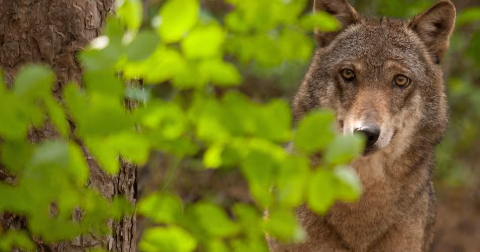 Le loup possède des sens extrêmement aiguisés dont sa vision qui atteint 250° !