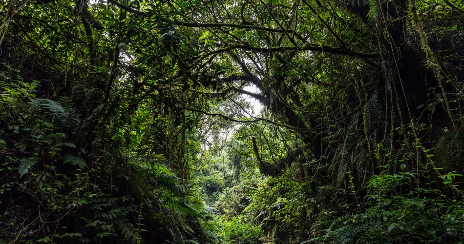 Parc national de Virunga (République démocratique du Congo)
