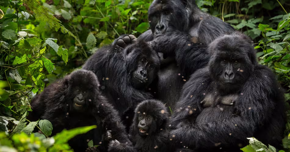 Famille de gorilles des montagnes dans le parc national de Virunga (République Démocratique du Congo)