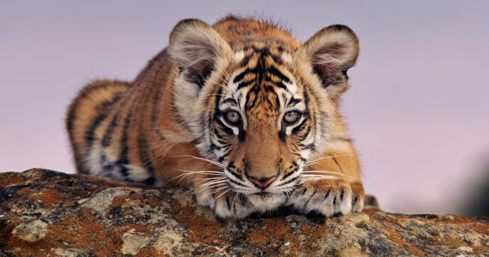 Petit tigre du Bengale accroupi sur un tronc d'arbre 