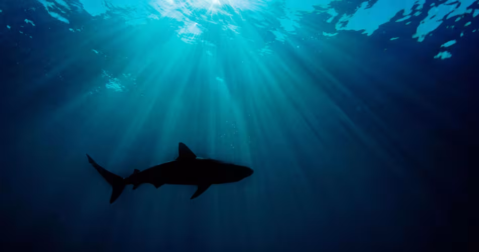 Silhouette de Carcharhinus perezi ou requin de récif, Bahamas, Océan Atlantique