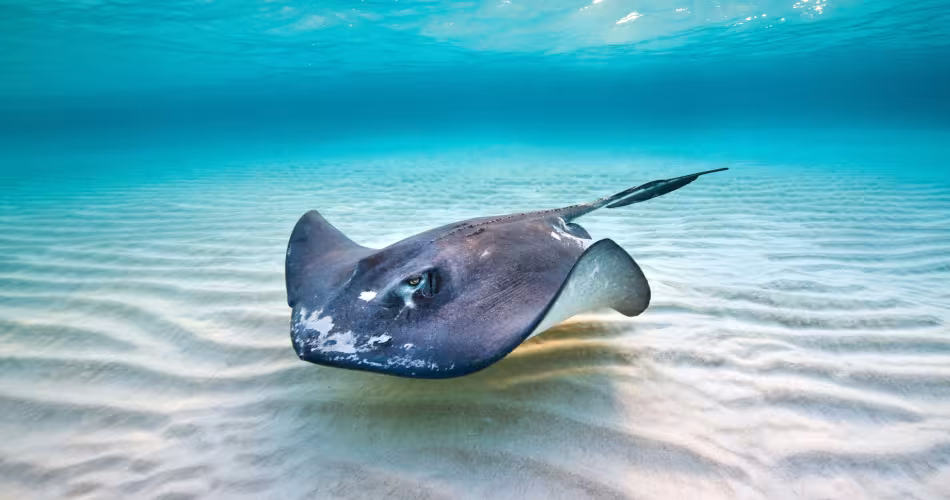 Femelle raie du sud (Dasyatis americana) au large des îles Cayman