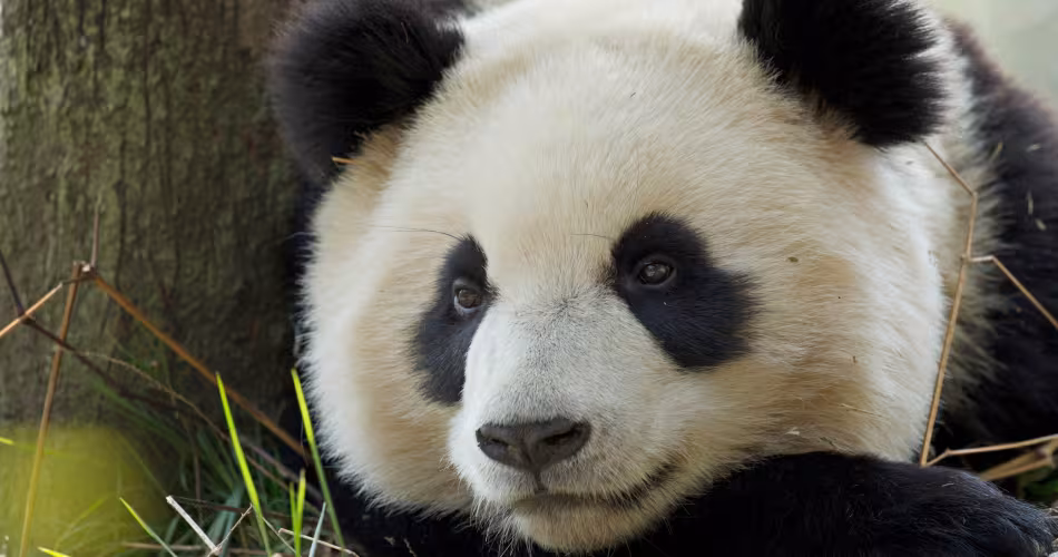 Panda géant-(Ailuropoda melanoleuca)