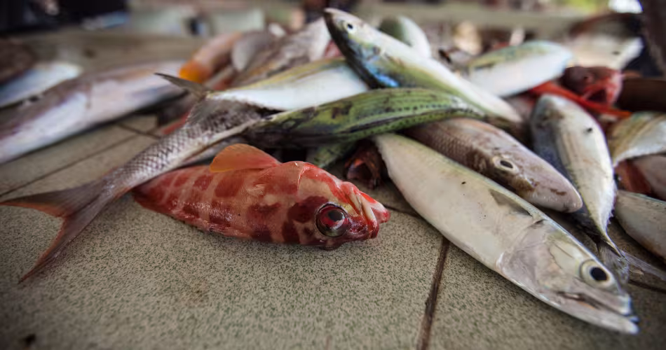 Poissons pêchés, Tun Mustapha Park (Malaisie)