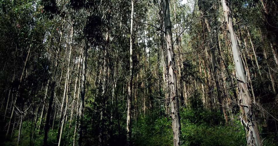 Forêts valdiviennes