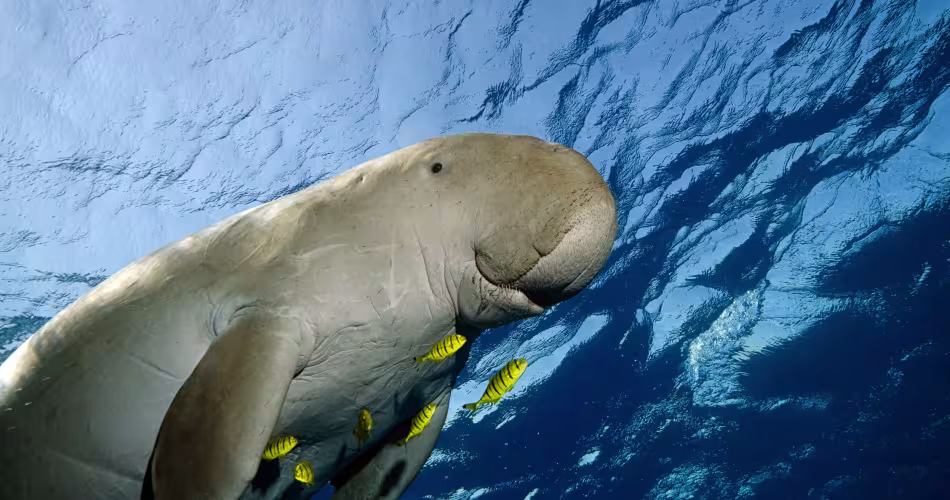 Dugong nageant dans la mer