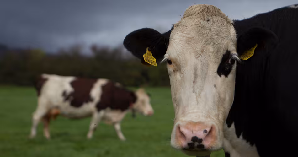 Vaches à lait dans un champs de Kilsheelan (Irelande)