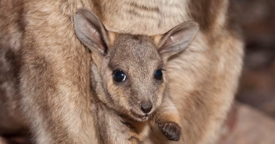 Le nom scientifique du wallaby des rochers "Petrogale" signifie « chat des rochers ».