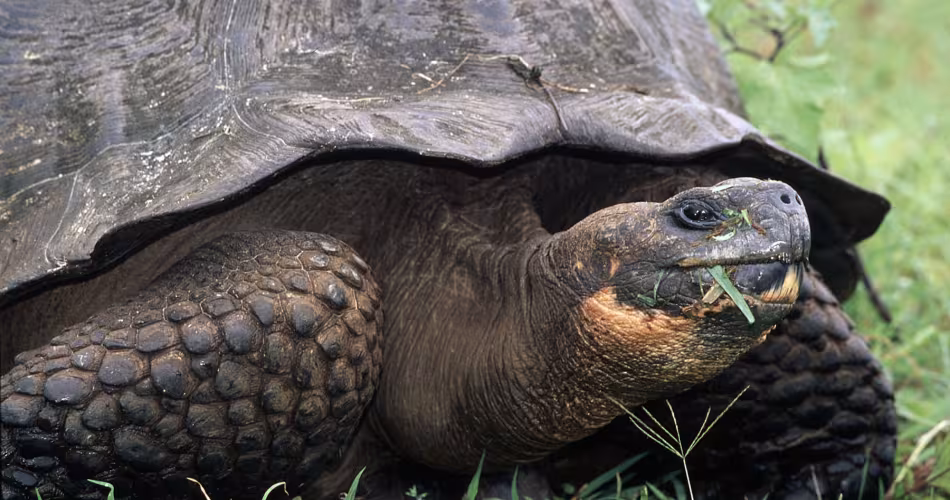 Tortue (Chelonoidis porteri), Îles Galápagos (Equateur)