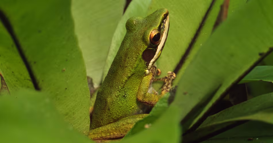 Grenouille Odorrana hosii (Malaysie)