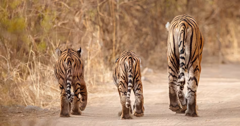 Mère tigre et ses 2 jeunes de dos (Inde)