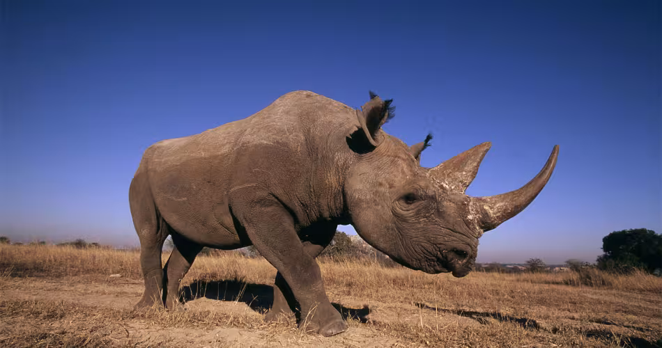 Rhinocéros noir, Afrique