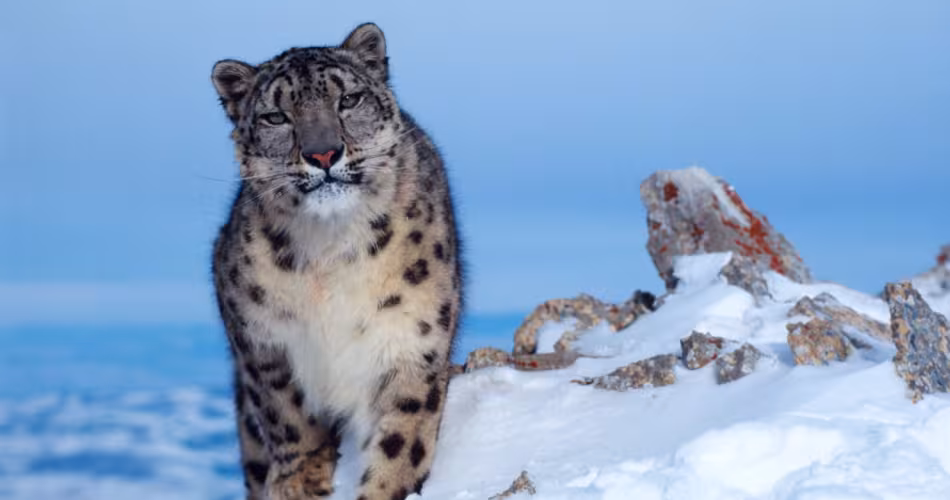 Léopard des neiges (Uncia Uncia)