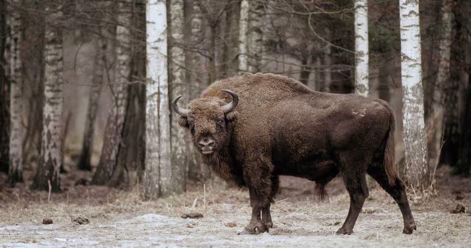 Bison d'Europe (Bison bonasus) dans le Parc National Bialowieski en Pologne