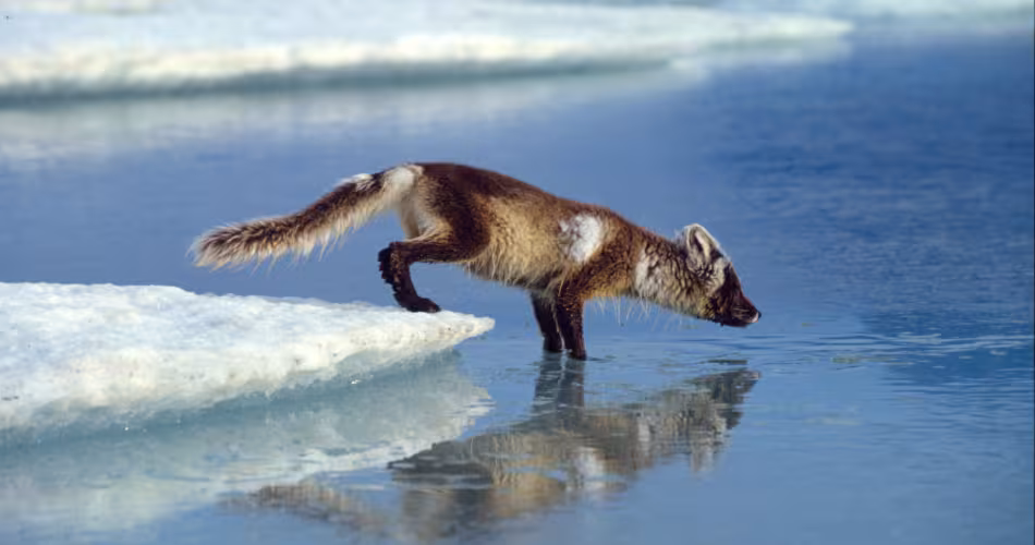 Renard polaire (Alopex lagopus), parc national du Groenland