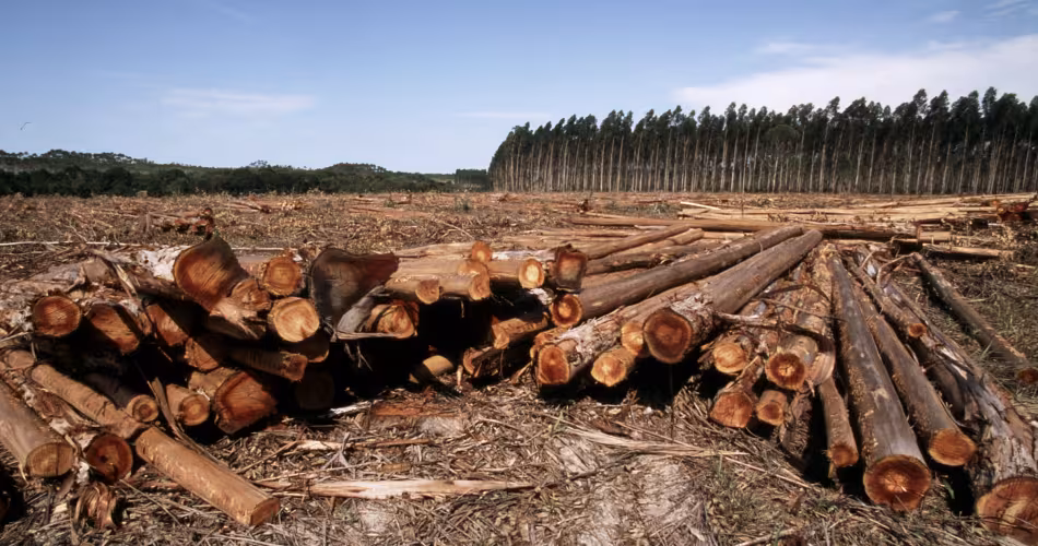 Une conséquence de la déforestation : une plantation d'Eucalyptus détruire à Bahia au Brésil.