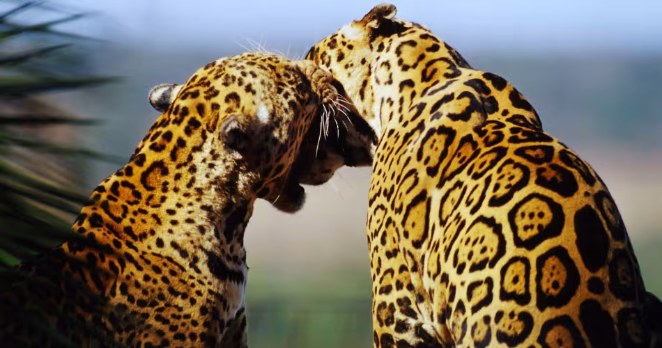 Deux jaguars dans la forêt brésilienne